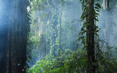The Lost Forest: A Beautiful Exploration On Climate Change